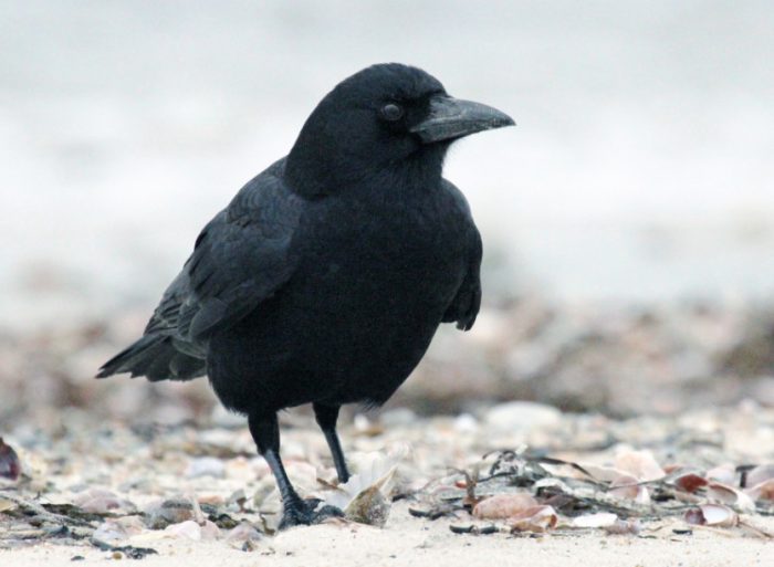 Black Birds in Florida